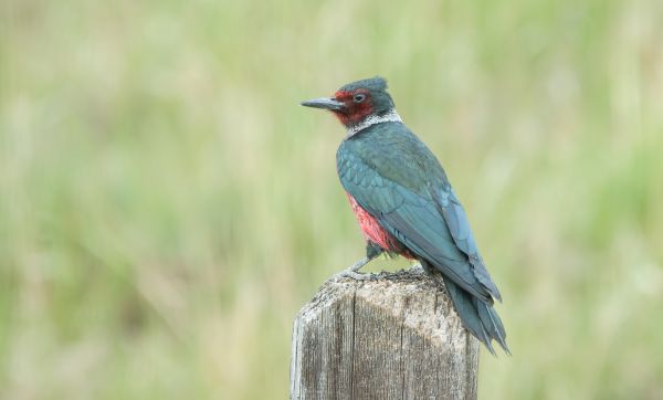 Cost of Woodpecker Hole Patching in Toms River