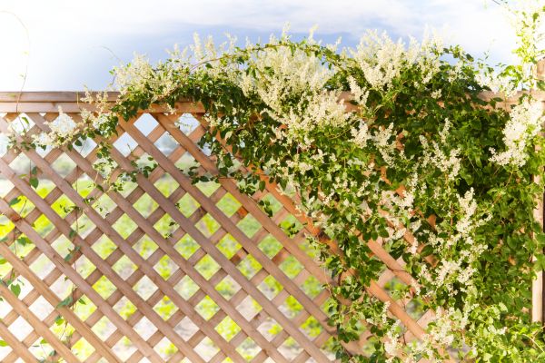 Cost of Lattice Repair in Toms River
