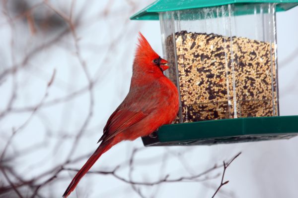Cost of Bird Feeder Hanging in Toms River